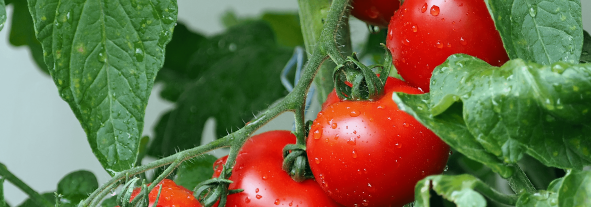 Plantio de tomate